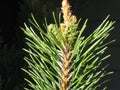 Budding pine cones