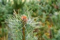 Budding pine shoots in a spider web in an early morning forest in central Europe