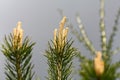 New shoots on a pine tree