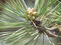 Budding Pine