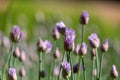 Budding pink flower chives in a sunny garden