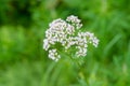 Budding pink flowering common Valerian Royalty Free Stock Photo