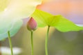 Budding pink lotus Royalty Free Stock Photo