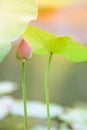 Budding pink lotus Royalty Free Stock Photo