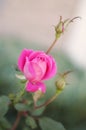 Budding Pink rose Royalty Free Stock Photo