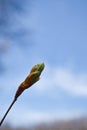 Budding plant against blue sky in palatinate forest