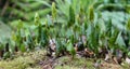 BUDDING PLANT LIFE TAKES ROOT IN THE TEMPERATE RAINFOREST