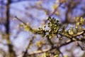 Budding plum tree