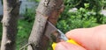 Budding of a plum tree. Gently push back the bark
