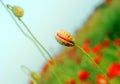 Budding poppies