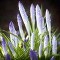 Budding purple crocuses after a rain shower