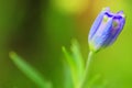 Budding purple flower