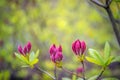 Budding purple flowers and fresh green leaves of a Chinese azalea from close