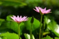 Budding purple lotus flower.