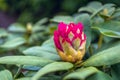 Budding red rhododendron bloom from close