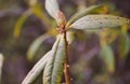 A budding rhododendron in springtime