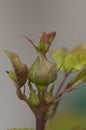 Budding rose flower Royalty Free Stock Photo