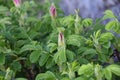 Budding Rose Hips with Pink Flower Buds Royalty Free Stock Photo