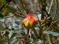 Yellow and pink budding rose with green leaves on grey background Royalty Free Stock Photo