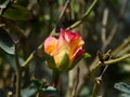 Yellow and pink budding rose with green leaves on grey background Royalty Free Stock Photo