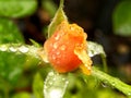 Budding Rose Raindrops Royalty Free Stock Photo