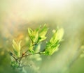 Budding spring leaves lit by sun rays Royalty Free Stock Photo