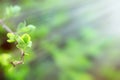 Budding spring leaves lit by sun rays (sunbeams), life begins Royalty Free Stock Photo