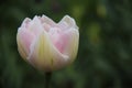 Budding Sweet Pink Tulip Royalty Free Stock Photo