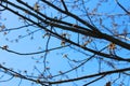 Budding tree