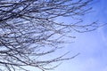 Budding tree damaged by frost. Frozen branches affected by frost.