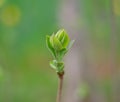 Budding Tree Leaves