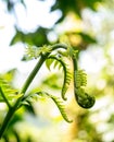 Budding Tropical Plant