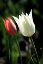 Budding tulips glowing in the sun Royalty Free Stock Photo