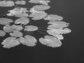 Budding Water Lilies (Black & White) Royalty Free Stock Photo