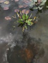 The budding water lilies Royalty Free Stock Photo