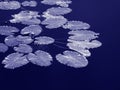 Budding Water Lilies (Blue) Royalty Free Stock Photo