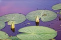 Budding water lilies on Danube delta Royalty Free Stock Photo