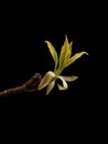 Budding Wedding Cake Tree Leaf on Black