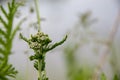 Budding wild flowers growing in a field