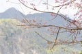 Budding Wild Himalayan Cherry or Wild Himalayan tree