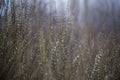 Budding willow shrub in early spring