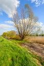 Budding willow shrub with fresh green young leaves