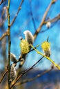 Budding willow in the spring forest