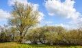 Budding willow tree and shrubs on the banks of a river