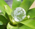 Budding World- US Version Royalty Free Stock Photo