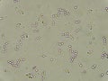 Budding yeast cells