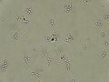 Budding yeast cells