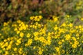 Budding, yellow blooming and overblown narrow-leaved ragwort or