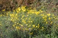 Budding, yellow blooming and overblown narrow-leaved ragwort or
