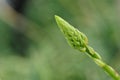 Budding Yellow flower